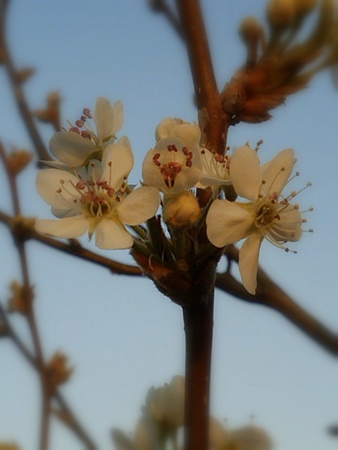 img00037-20090310-1855